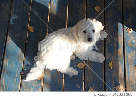 white maltipoo puppy lying on blue wooden floor with autumn leaves 141321060
