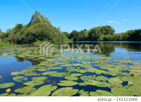 Yellow water lilies blooming on a calm river surface in summer Yellow water lilies blooming on a calm river surface in summer 141321066