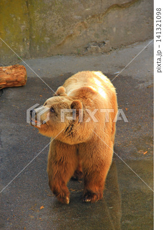 Fluffy brown bear standing in zoo enclosure looking up Fluffy brown bear standing in zoo enclosure looking up 141321098