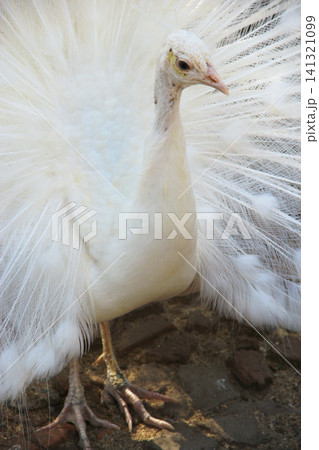 Beautiful white peacock with open tail feathers in zoo Beautiful white peacock with open tail feathers in zoo 141321099