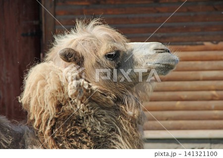 Bactrian camel profile portrait close up in zoo Bactrian camel profile portrait close up in zoo 141321100