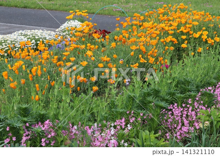 春の公園にある花畑に咲くオレンジ色のハナビシソウやピンク色のフクロナデシコや白いノースポールギクの花 141321110