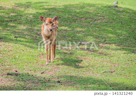 子鹿 奈良公園 子鹿 奈良公園 141321240