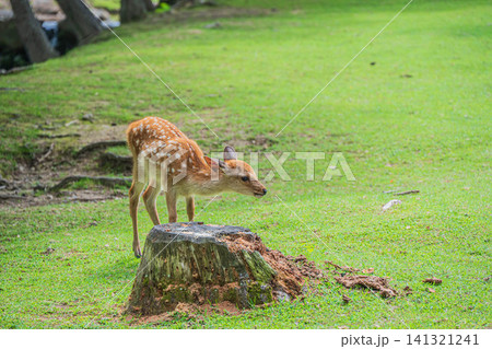 子鹿 奈良公園 子鹿 奈良公園 141321241