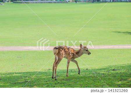 子鹿 奈良公園 子鹿 奈良公園 141321260