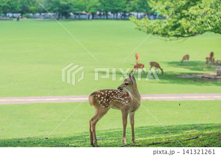 子鹿　奈良公園 141321261