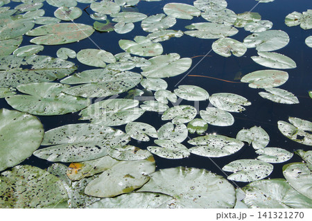 Green water lily pads floating on calm dark lake surface Green water lily pads floating on calm dark lake surface 141321270