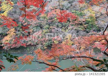 秋の嵐山を彩る色とりどりの紅葉する木々 141321305