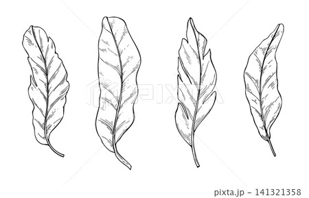 Set of banana leaves vector isolated illustration. Black and white tropical palm foliage graphic sketch. Decorative outline floral plant elements for botanical design, pattern. 141321358