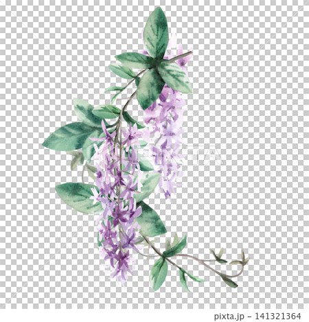 A curved branch with leaves and lilac flowers of a tropical liana. Isolated watercolor illustration for fabric design, packaging, cards, home decor prints, and wedding invitation designs. 141321364