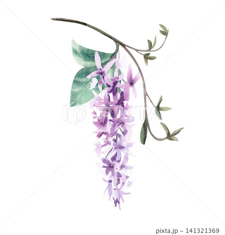 Delicate lilac flowers on a vine branch. Isolated watercolor illustration for fabric design, packaging, greeting cards, home decor prints, and wedding invitation designs. Delicate lilac flowers on a vine branch. Isolated watercolor illustration for fabric design, packaging, greeting cards, home decor prints, and wedding invitation designs. 141321369