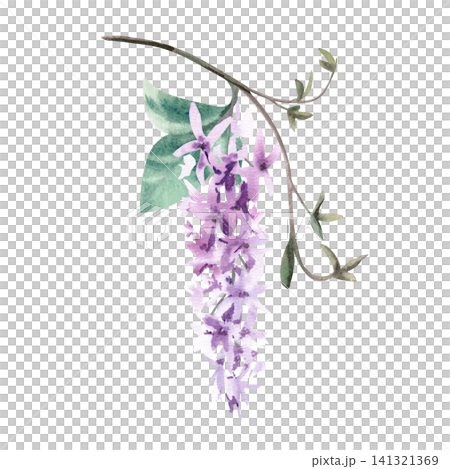 Delicate lilac flowers on a vine branch. Isolated watercolor illustration for fabric design, packaging, greeting cards, home decor prints, and wedding invitation designs. Delicate lilac flowers on a vine branch. Isolated watercolor illustration for fabric design, packaging, greeting cards, home decor prints, and wedding invitation designs. 141321369