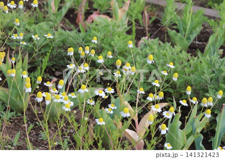 春の庭に咲く白い舌状花に中心に丸い筒状花を持つカモミールの小さい花 141321423