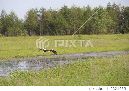 White stork flying low over small river in green meadow. White stork flying low over small river in green meadow. 141321626