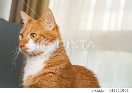 Portrait of a ginger and white cat. Pet love and care. Domestic animals and emotional wellness. Close up portrait Portrait of a ginger and white cat. Pet love and care. Domestic animals and emotional wellness. Close up portrait 141321991