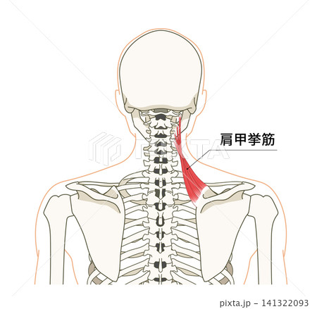 背面（上半身）の骨格と肩甲挙筋の解剖図 141322093