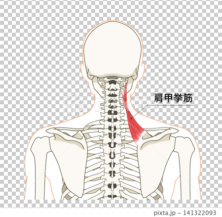 背面（上半身）の骨格と肩甲挙筋の解剖図 141322093