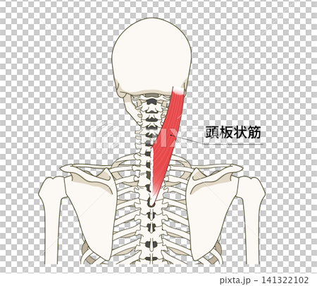 Anatomical diagram of the skeletal structure and splenius muscles of the back (upper body) Anatomical diagram of the skeletal structure and splenius muscles of the back (upper body) 141322102
