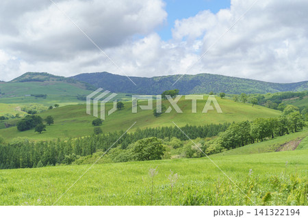 北海道上士幌町ナイタイ高原牧場 新緑が広がる十勝の絶景牧場風景 北海道上士幌町ナイタイ高原牧場 新緑が広がる十勝の絶景牧場風景 141322194