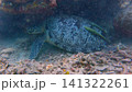 A green sea turtle (Chelonia mydas) with two live sharksucker (Echeneis naucrates) attached to it taking refuge under a coral ledge. Dauin, Philippines 141322261