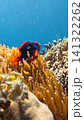 A colorful tomato clownfish (Amphiprion frenatus) nestled among the tentacles of a Bubble-tip anemone (Entacmaea quadricolor) in glittering brightly lit coral reef. Dauin, Philippines 141322262