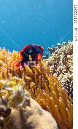 A colorful tomato clownfish (Amphiprion frenatus) nestled among the tentacles of a Bubble-tip anemone (Entacmaea quadricolor) in glittering brightly lit coral reef. Dauin, Philippines A colorful tomato clownfish (Amphiprion frenatus) nestled among the tentacles of a Bubble-tip anemone (Entacmaea quadricolor) in glittering brightly lit coral reef. Dauin, Philippines 141322262