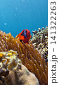 A vivid underwater scene of a tomato clownfish (Amphiprion frenatus) nestled among the tentacles of a Bubble-tip anemone (Entacmaea quadricolor) in a lush coral reef. Dauin, Philippines 141322263
