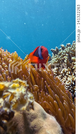 A vivid underwater scene of a tomato clownfish (Amphiprion frenatus) nestled among the tentacles of a Bubble-tip anemone (Entacmaea quadricolor) in a lush coral reef. Dauin, Philippines A vivid underwater scene of a tomato clownfish (Amphiprion frenatus) nestled among the tentacles of a Bubble-tip anemone (Entacmaea quadricolor) in a lush coral reef. Dauin, Philippines 141322263