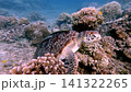 A close-up of a green sea turtle (Chelonia mydas) with two live sharksucker (Echeneis naucrates) attached to it as it rest among dense coral colonies in the bustling reef. Dauin, Philippines 141322265