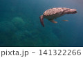 A green sea turtle (Chelonia mydas) being followed by live sharksucker (Echeneis naucrates) gracefully gliding through the blue hazy open waters. Dauin, Philippines 141322266