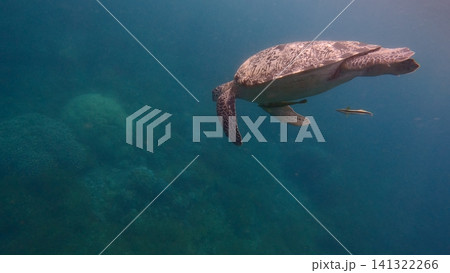 A green sea turtle (Chelonia mydas) being followed by live sharksucker (Echeneis naucrates) gracefully gliding through the blue hazy open waters. Dauin, Philippines A green sea turtle (Chelonia mydas) being followed by live sharksucker (Echeneis naucrates) gracefully gliding through the blue hazy open waters. Dauin, Philippines 141322266