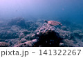 Wide view of a distant green sea turtle (Chelonia mydas) exploring a coral reef in hazy water that creates a dreamy mystical underwater scene. Dauin, Philippines 141322267