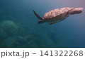 The green sea turtle (Chelonia mydas) with two live sharksucker (Echeneis naucrates) attached to it, swimming through the calm hazy waters, exuding a sense of serenity. Dauin, Philippines 141322268