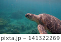 A close-up view of a green sea turtle (Chelonia mydas) exploring the seabed, capturing the essence of underwater life. Dauin, Philippines 141322269