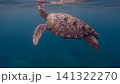 A lone green sea turtle (Chelonia mydas) ascending to the surface to breathe in the tranquil hazy blue water creating an ethereal underwater scene. Dauin, Philippines 141322270