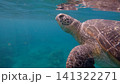 Green sea turtle (Chelonia mydas) is seen in a detailed close-up, swimming calmly beneath the clear water surface with its image mirrored in it. Dauin, Philippines 141322271