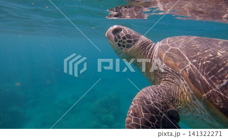 Green sea turtle (Chelonia mydas) is seen in a detailed close-up, swimming calmly beneath the clear water surface with its image mirrored in it. Dauin, Philippines 141322271