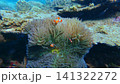 Ocellaris clownfish (Amphiprion ocellaris) nestled within the protective embrace of anemones in a thriving coral reef. Dauin, Philippines 141322272
