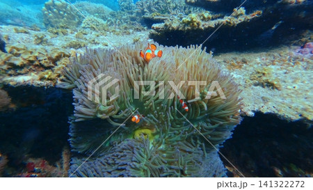 Ocellaris clownfish (Amphiprion ocellaris) nestled within the protective embrace of anemones in a thriving coral reef. Dauin, Philippines 141322272