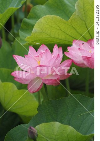 葉の間から顔を出した蓮の花 141322395