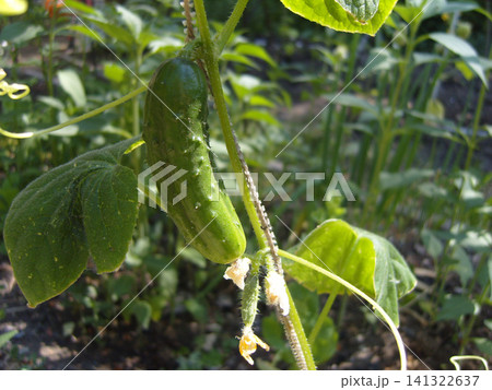 Fresh green cucumber grows on a vine in a sunny garden. The bumpy vegetable hangs vertically, supported by a string, with a small dried yellow blossom still attached to its bottom tip among leaves Fresh green cucumber grows on a vine in a sunny garden. The bumpy vegetable hangs vertically, supported by a string, with a small dried yellow blossom still attached to its bottom tip among leaves 141322637