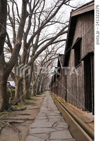 山居倉庫のケヤキ並木(山形県酒田市) 山居倉庫のケヤキ並木(山形県酒田市) 141322876