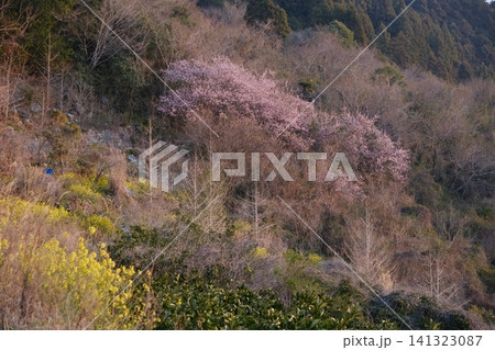 早春の山肌を彩る満開の雪割桜と黄色い菜の花の風景 早春の山肌を彩る満開の雪割桜と黄色い菜の花の風景 141323087