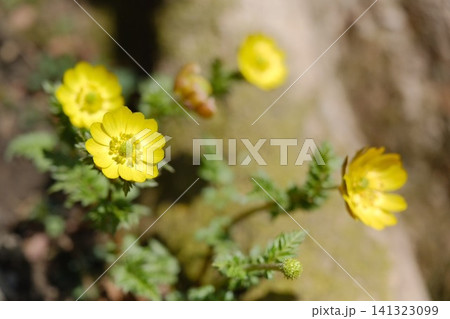 春の光を浴びて咲く黄色い福寿草の花のクローズアップ 春の光を浴びて咲く黄色い福寿草の花のクローズアップ 141323099