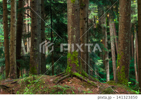 Lush evergreen forest with mossy trees and rich greenery in a tranquil environment 141323850