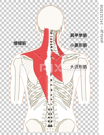 背部（上身）骨骼與肌肉的解剖圖 141323856