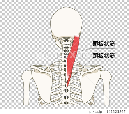 背部（上身）骨骼與肌肉的解剖圖 141323865
