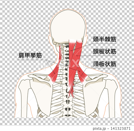 Anatomical diagram of the skeleton and muscles of the back (upper body) Anatomical diagram of the skeleton and muscles of the back (upper body) 141323871