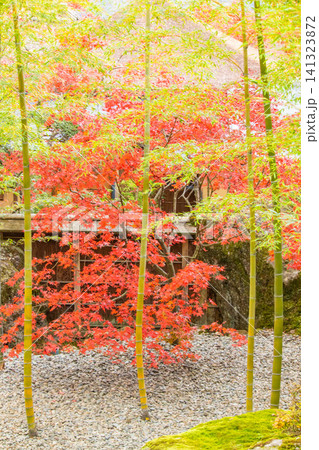 紅葉したモミジ 紅葉したモミジ 141323872