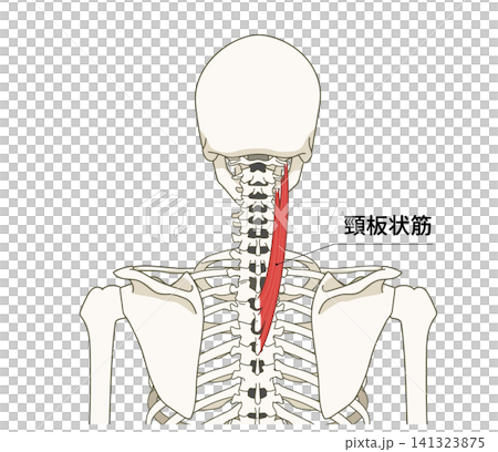 Anatomical diagram of the skeleton and muscles of the back (upper body) Anatomical diagram of the skeleton and muscles of the back (upper body) 141323875
